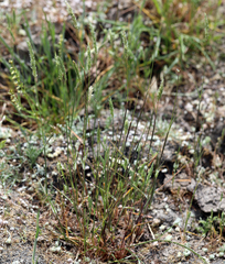 Phalaris lemmonii