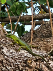 Lamprolepis smaragdina