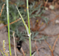Phalaris lemmonii