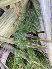 Anisotome haastii