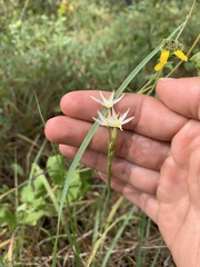 Nothoscordum bivalve