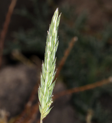 Phalaris lemmonii
