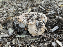 Amanita novinupta