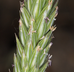 Phalaris lemmonii