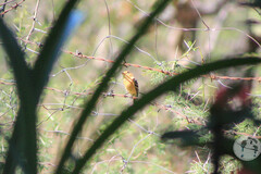 Empidonax fulvifrons