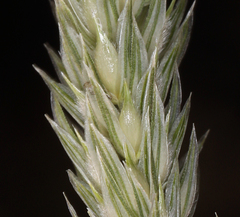 Phalaris lemmonii
