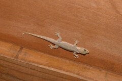 Hemidactylus stejnegeri