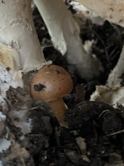 Amanita novinupta