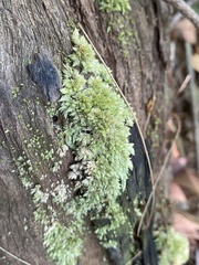 Leucobryum javense