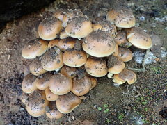 Pholiota velaglutinosa