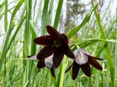 Fritillaria camschatcensis