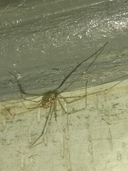 Physocyclus globosus