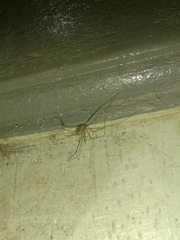 Physocyclus globosus