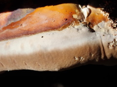 Ganoderma polychromum