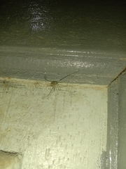 Physocyclus globosus