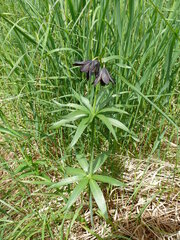 Fritillaria camschatcensis