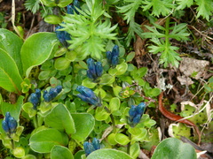 Gentiana glauca