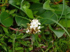 Rhododendron tomentosum
