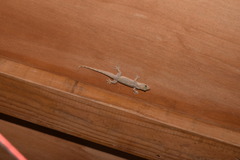 Hemidactylus stejnegeri