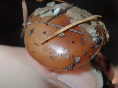 Pholiota velaglutinosa