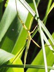 Didymuria violescens