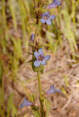 Penstemon rydbergii