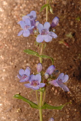 Penstemon rydbergii