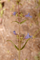 Penstemon rydbergii