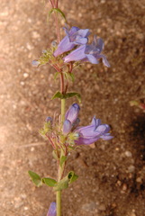 Penstemon rydbergii