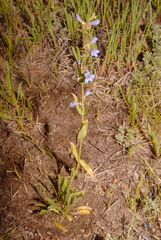 Penstemon rydbergii