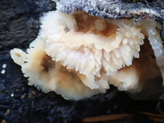 Merulius tremellosus