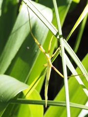 Didymuria violescens