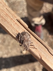 Brochymena