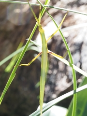 Didymuria violescens