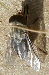 Tabanus lineola