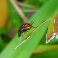 Steganopsis melanogaster