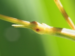 Didymuria violescens