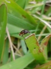 Steganopsis melanogaster