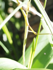 Didymuria violescens