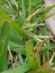 Steganopsis melanogaster