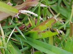 Steganopsis melanogaster