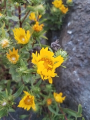 Grindelia integrifolia