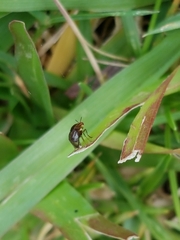 Steganopsis melanogaster