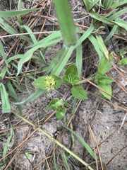 Richardia brasiliensis