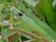 Steganopsis melanogaster