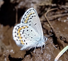 Plebejus melissa