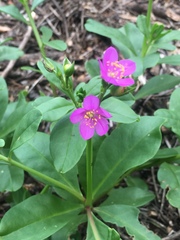 Talinum paniculatum