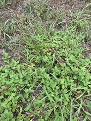 Richardia brasiliensis