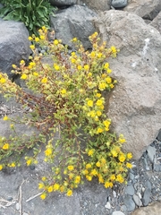 Grindelia integrifolia