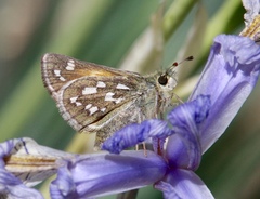 Hesperia comma